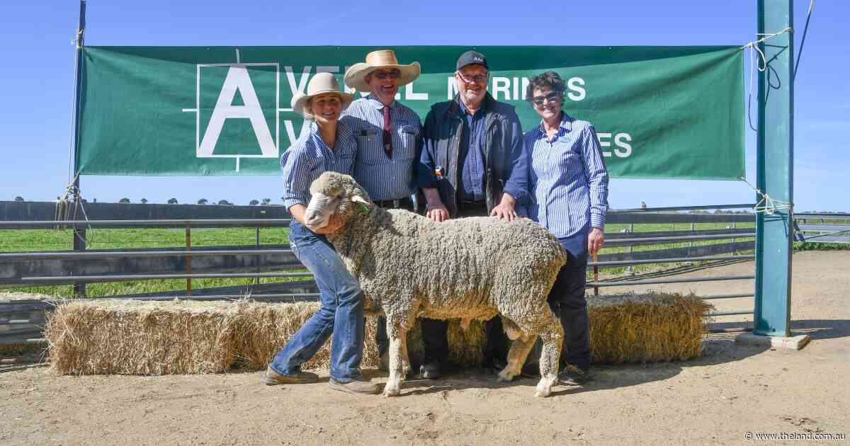 Strong wool market underpins Avenel Merinos 48th annual ram sale