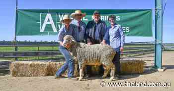 Strong wool market underpins Avenel Merinos 48th annual ram sale