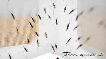 FAQ: Wie gefährlich sind die aktuellen Malaria-Fälle?