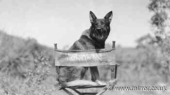 Extraordinary story of hero animals who helped to win the First World War