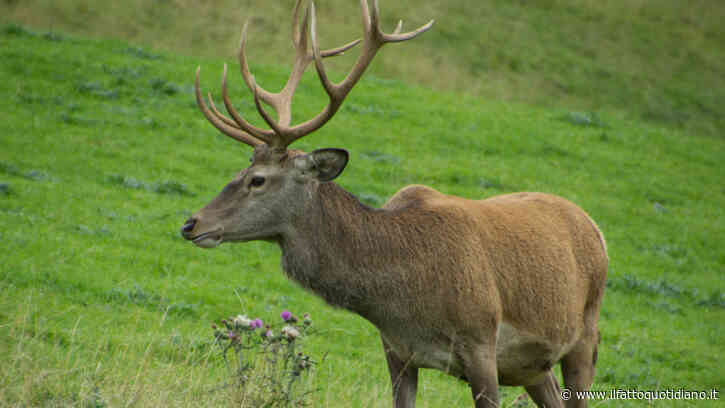 Si avvicina a un cervo per scattare un selfie, l’animale lo carica: turista di 57 anni trasportato in eliambulanza all’ospedale