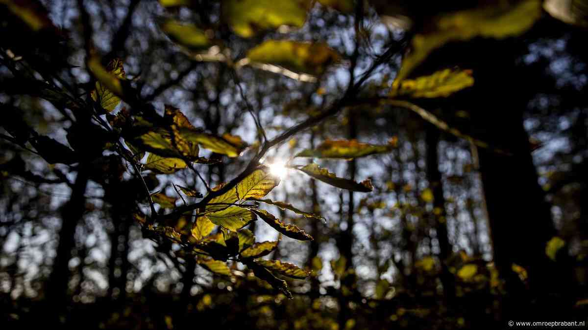 Na wisselvallig, grijs weekend komt er prachtig najaarsweer aan
