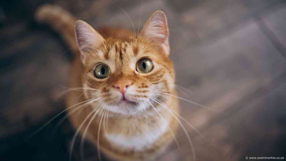 New October key deadline issued for all cat owners across UK