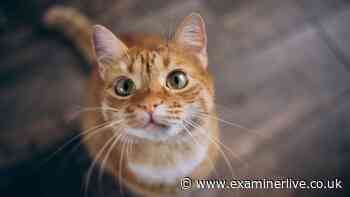 New October key deadline issued for all cat owners across UK