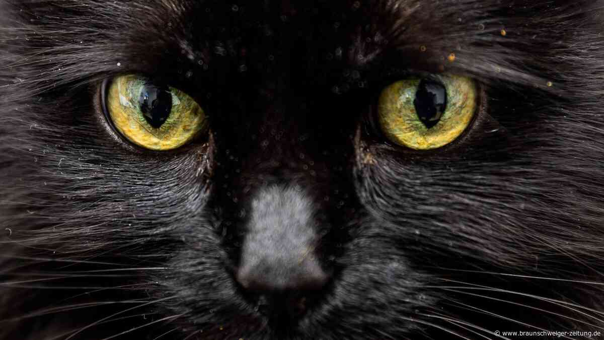 Katze als Haustier: Studie zeigt überraschenden Effekt bei Kindern
