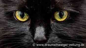 Katze als Haustier: Studie zeigt überraschenden Effekt bei Kindern