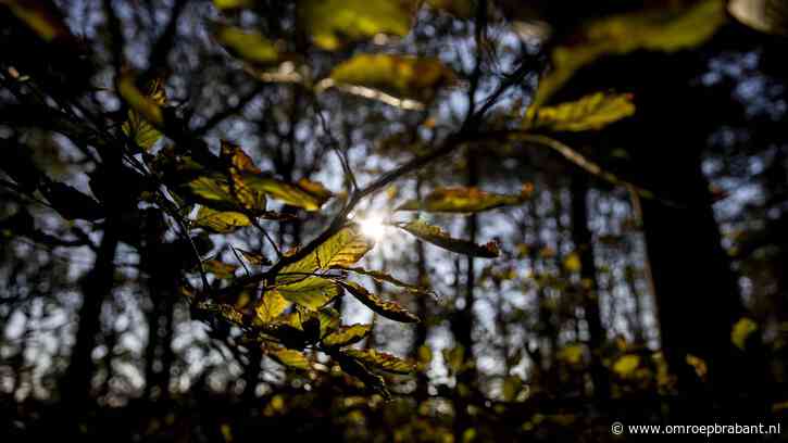 Gouden herfstweek op komst na bewolkt weekend