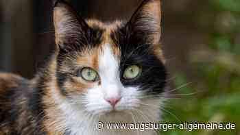 Krank, abgemagert, von Parasiten befallen: Frau aus Augsburg ließ Dutzende Katzen leiden
