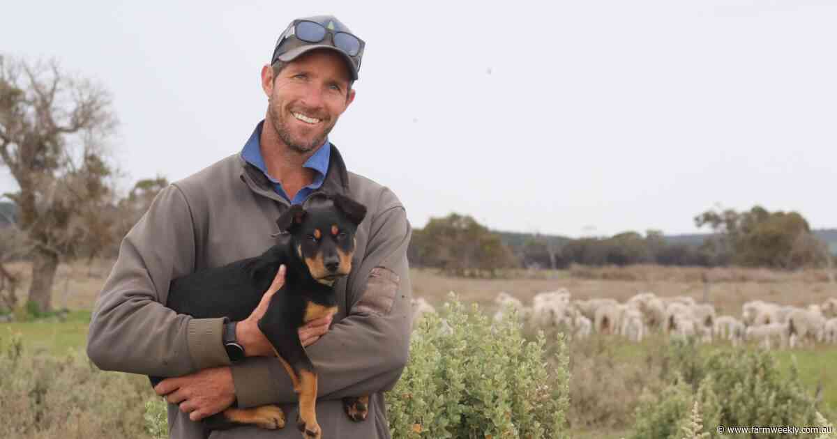 How saltbush has helped the Lehmann family to create a premium lamb product