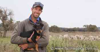 How saltbush has helped the Lehmann family to create a premium lamb product