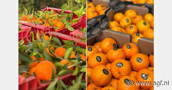 Spaanse citrussector trekt lessen uit moeilijk vorig jaar