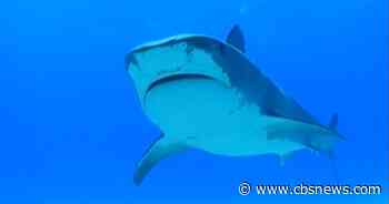 Swimmer killed in shark attack in front of horrified beachgoers