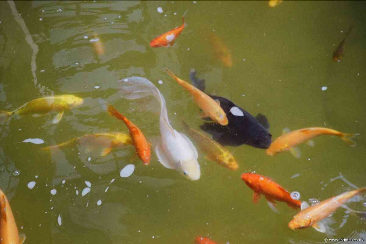 MAGA's Golf Club Activity Branded 'Gruesome' as Fish Were Dumped Into Chlorinated Pool for Kids to Catch
