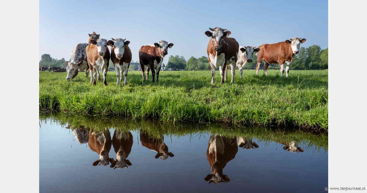 Fryslân kiest voor vrijwilligheid en doelsturing bij stikstofaanpak