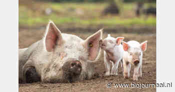 Biologische en biodynamische boeren laten buitenvarkenshouderij zien tijdens open dag GoedGehouden