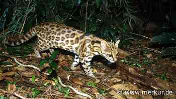 Forscher entdecken neue Wildkatze in Boliviens Nebelwald – sie ist kleiner als jede Hauskatze