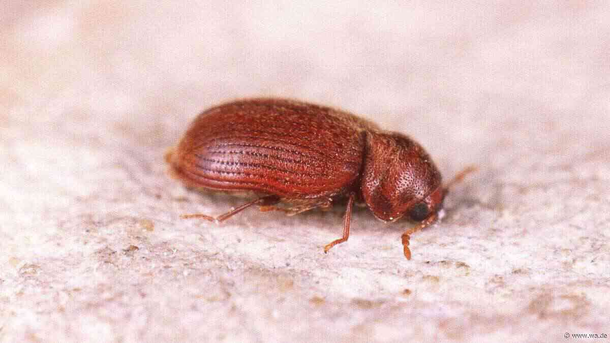 Kleiner Käfer, großer Schaden: So erkennen Sie den Brotkäfer in Ihren Vorräten
