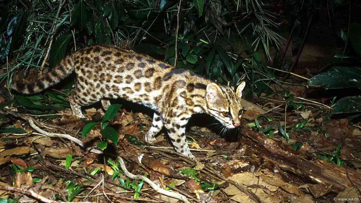 Forscher entdecken neue Wildkatze in Boliviens Nebelwald – sie ist kleiner als jede Hauskatze