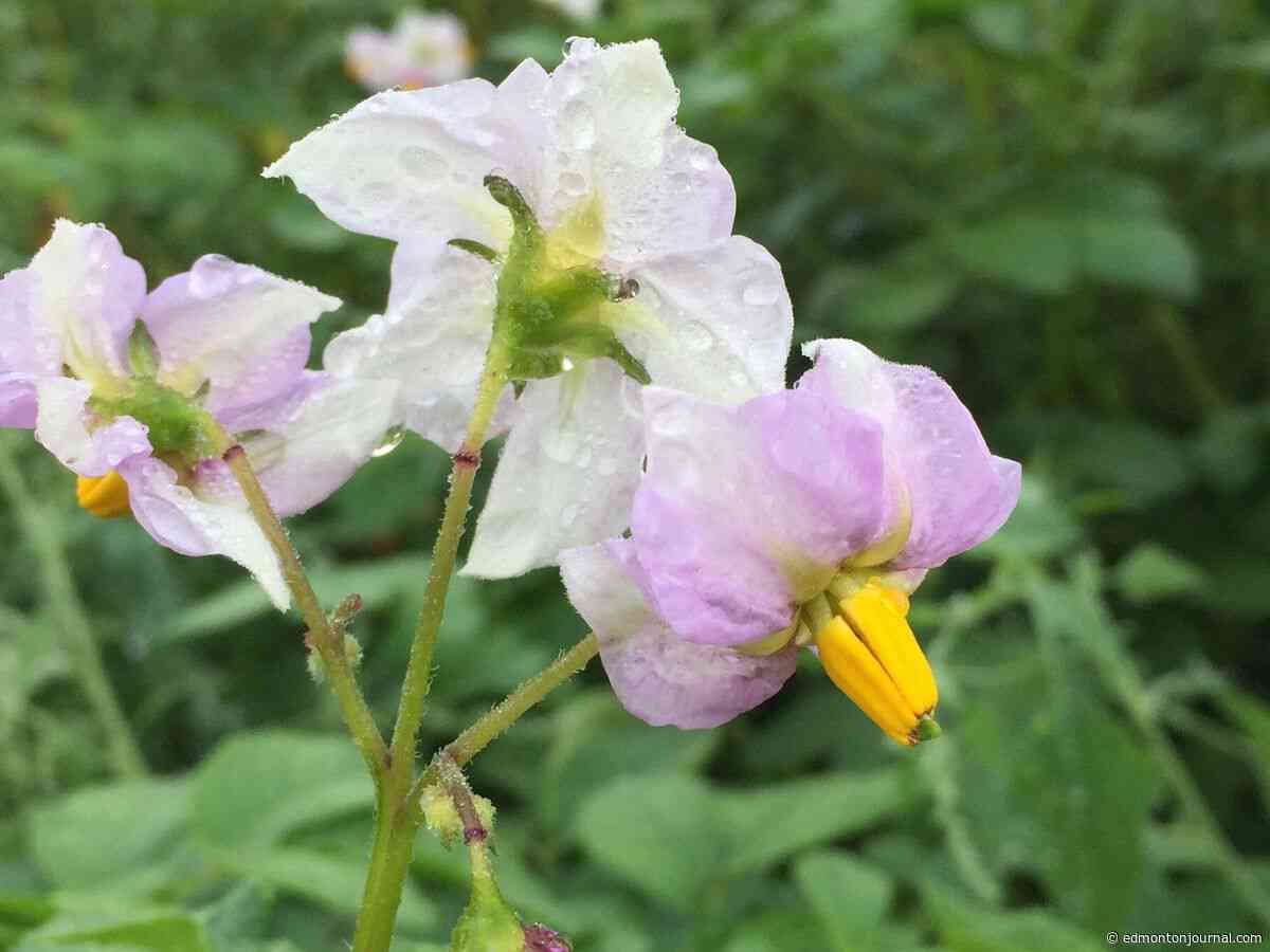 Growing Things: What do potato flowers mean? And how do I save my rhubarb?
