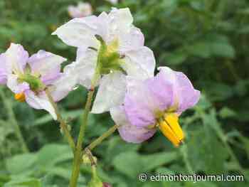 Growing Things: What do potato flowers mean? And how do I save my rhubarb?