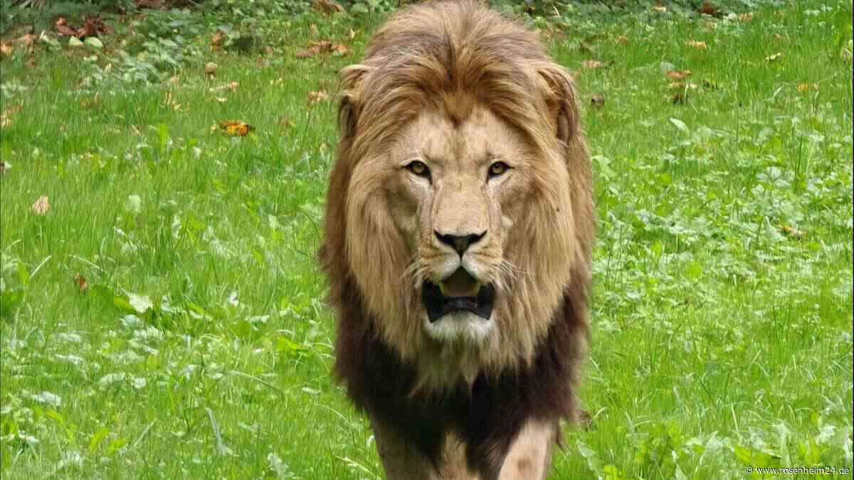 Neuer Raubkatzen-Star im Zoo Salzburg: Warum Löwe Kiano noch verborgen bleibt
