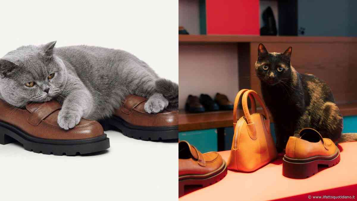 Chi decide se una scarpa è davvero comoda? I gatti: siamo stati nel cat café di Milano dove annusano, scelgono e si addormentano sui nuovi modelli