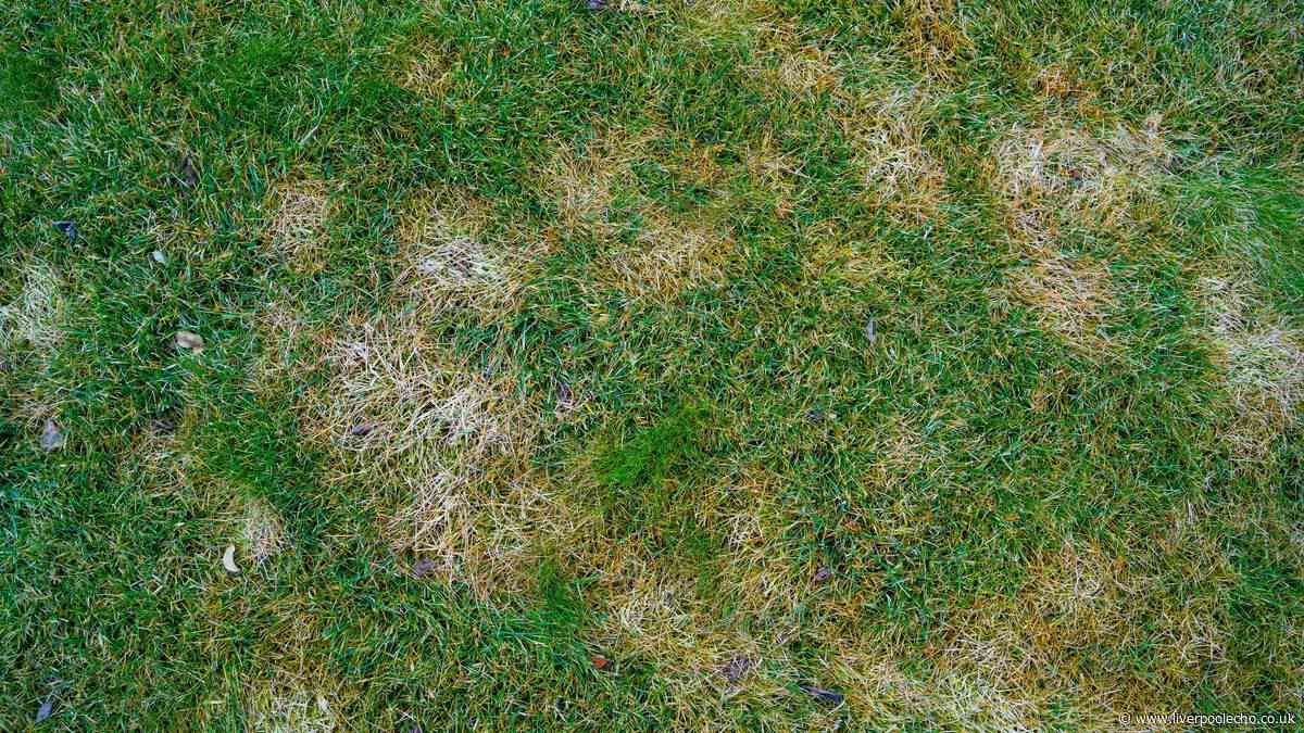 Tiny garden pest 'eating your lawn' this autumn and how to get rid naturally