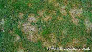 Tiny garden pest 'eating your lawn' this autumn and how to get rid naturally
