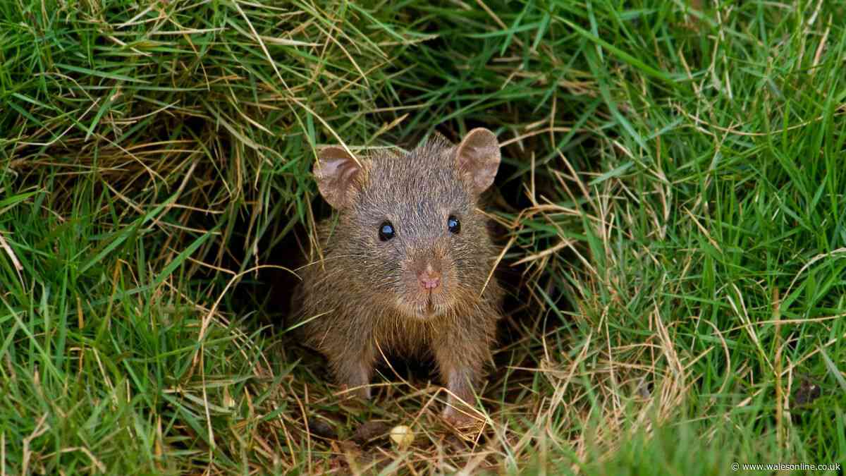 Keep rats out of your garden by sprinkling 35p ingredient over lawn