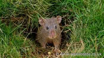 Keep rats out of your garden by sprinkling 35p ingredient over lawn