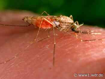 Dritter Todesfall durch Malaria in Frankfurt