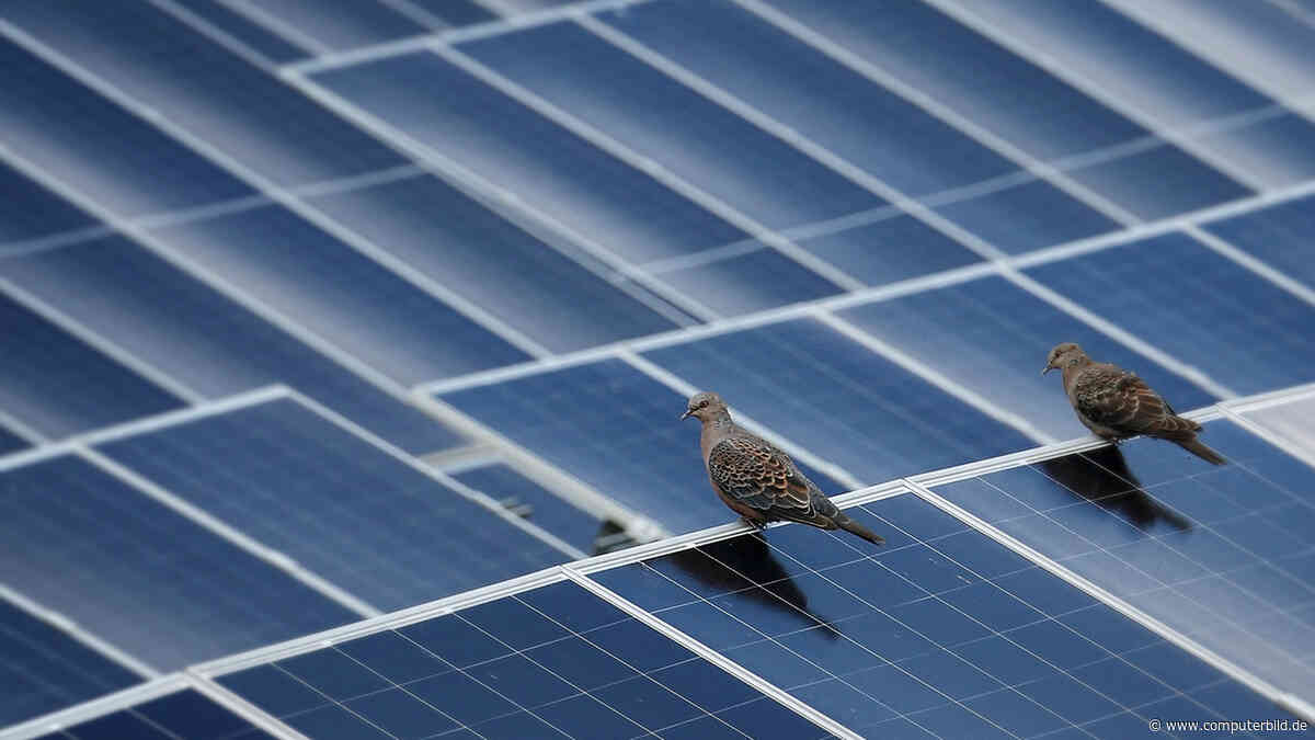 BirdBlocker: Dieses System soll Vogelnester unter PV-Anlagen verhindern