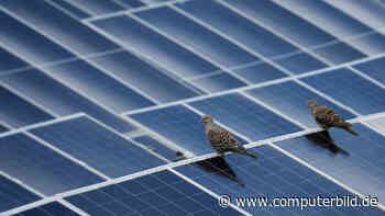 BirdBlocker: Dieses System soll Vogelnester unter PV-Anlagen verhindern