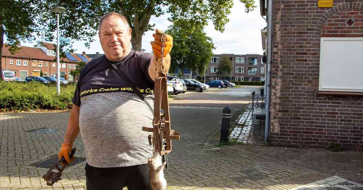 Gigantische rattenplaag in de Marijkestraat lijkt eindelijk serieus genomen, maar Johan blijft nog vallen zetten