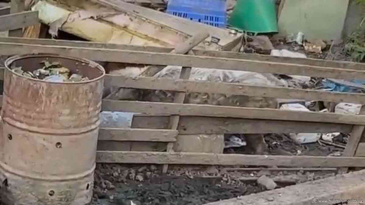 Goole man ordered to surrender pigs housed among scrap metal and building materials