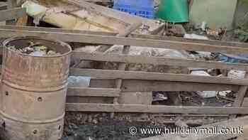 Goole man ordered to surrender pigs housed among scrap metal and building materials