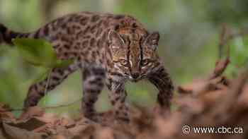 New cat species identified for the 1st time in a century