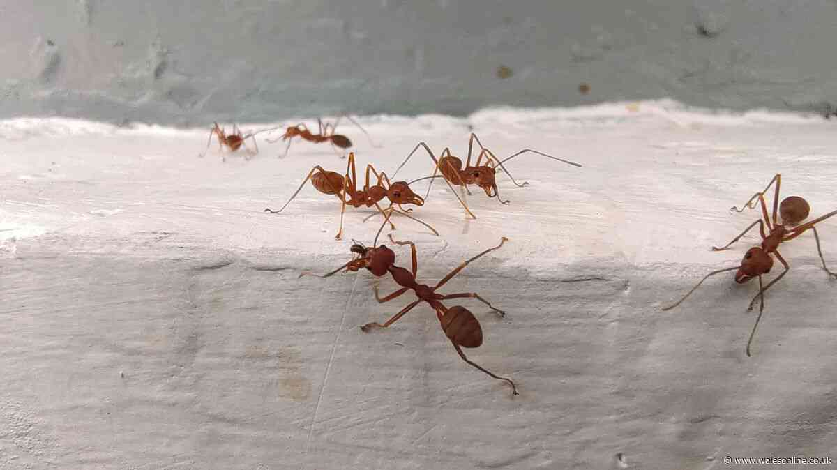 Ants will stay well away if you sprinkle 85p ingredient around doorways