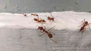 Ants will stay well away if you sprinkle 85p ingredient around doorways
