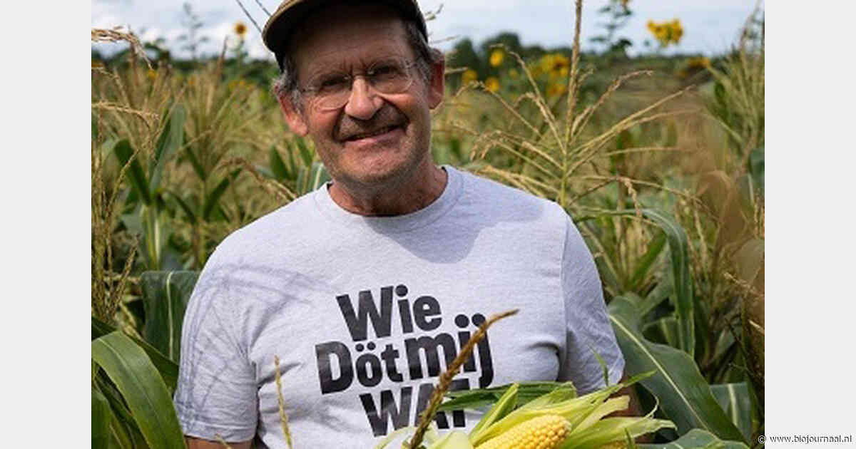 Korte oogstperiode voor biodynamische suikermaïs van Thedingsweert