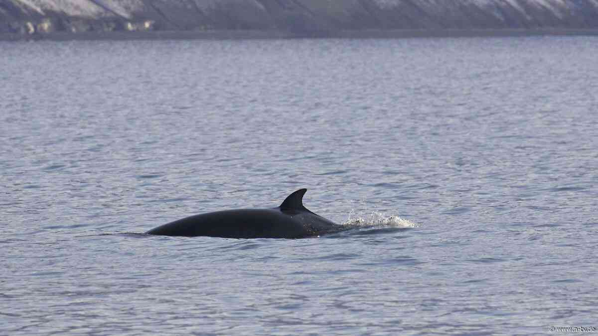 Hunderte Zwergwale getötet: Norwegen schockiert mit Walfang-Bilanz