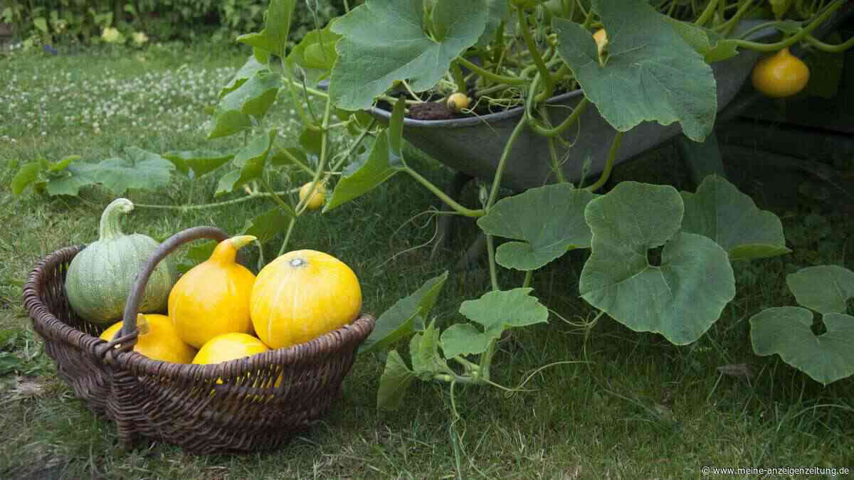 Die meisten werfen Kürbisblätter weg – dabei sind sie ein echtes Superfood