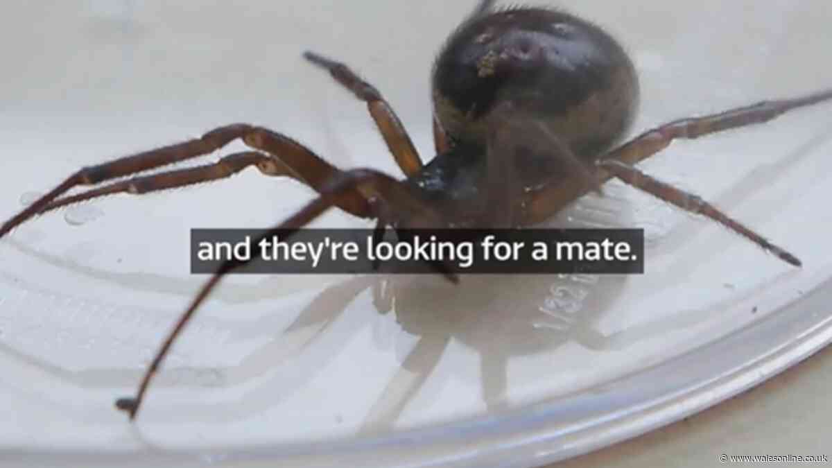 Huge spiders in record numbers spiders invade homes this autumn - scientist says free item keeps them out