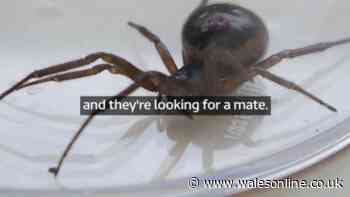Huge spiders in record numbers spiders invade homes this autumn - scientist says free item keeps them out