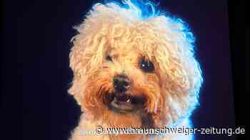 Neue Ausstellung im Kunstmuseum Wolfsburg: Dieses süße Hundi hasst Fremde