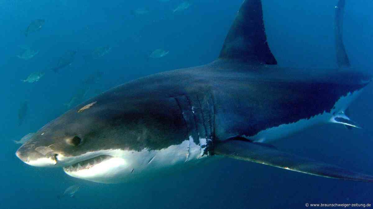 „Schwer zu verkraften“: Zeugen schildern dramatischen Haiangriff in Australien