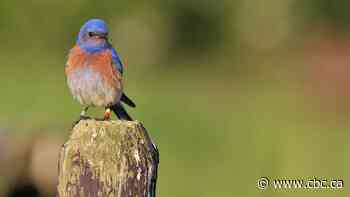 Once declared locally extinct, Vancouver Island's western bluebirds are making a comeback