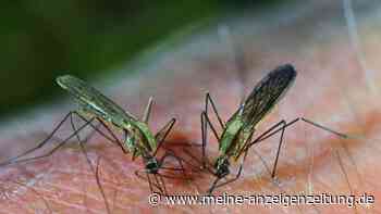 Malaria in Frankfurt fordert drei Tote – wie hoch das Risiko ist
