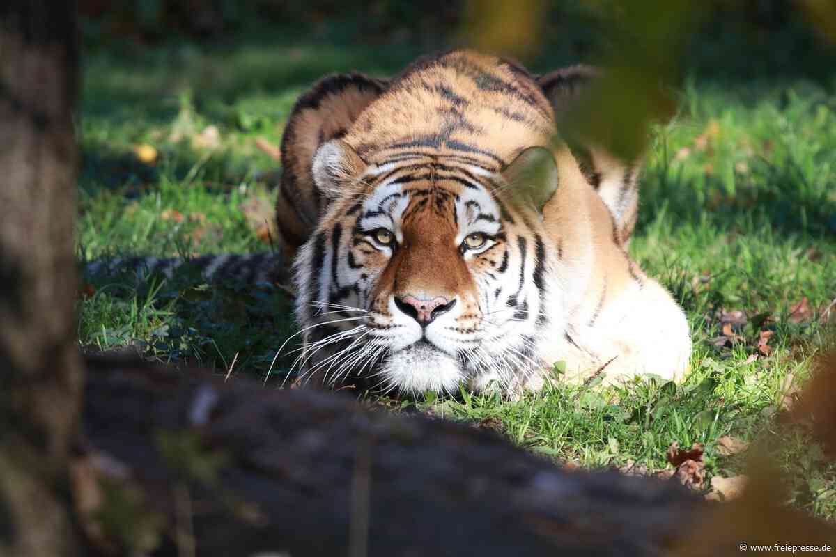 Chemnitz: Tierpark muss Amurtiger Wolodja abgeben