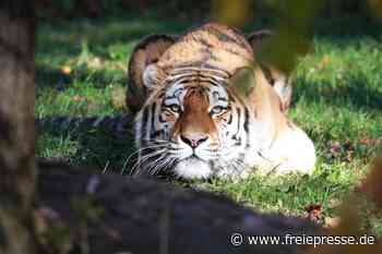 Chemnitz: Tierpark muss Amurtiger Wolodja abgeben
